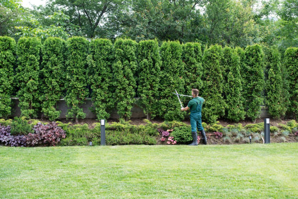 Best Lawn Irrigation Installation and Maintenance  in Dana Point, CA