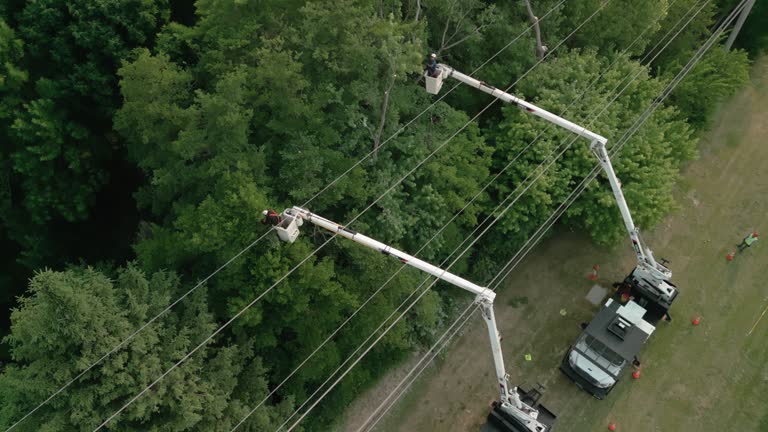 Best Tree Cabling and Bracing  in Dana Point, CA
