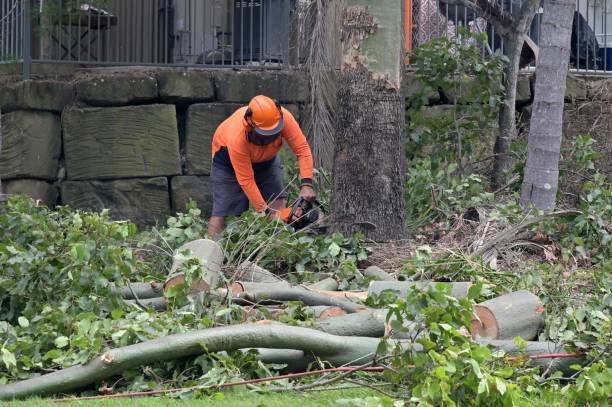Dana Point, CA Tree Removal Company